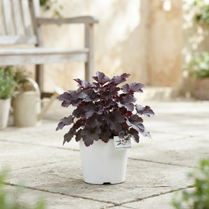 Heuchera 'Palace Purple' – 9cm Pot