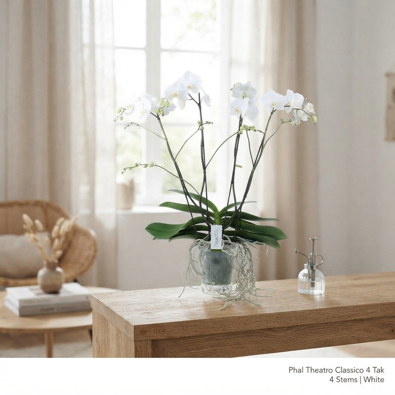White Phalaenopsis Orchid ‘Theatro Classico’ – 17cm Pot