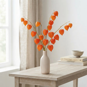 Orange Physalis Chinese Lantern Plant