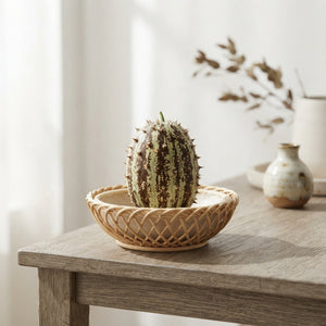 Decorative Cucumis Maryline Ornamental Fruits – Brown