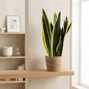 Black Gold Snake Plant (Sansevieria trifasciata) – 9cm Pot
