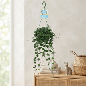 Hoya Mathilde Wax Plant – 14cm Pot