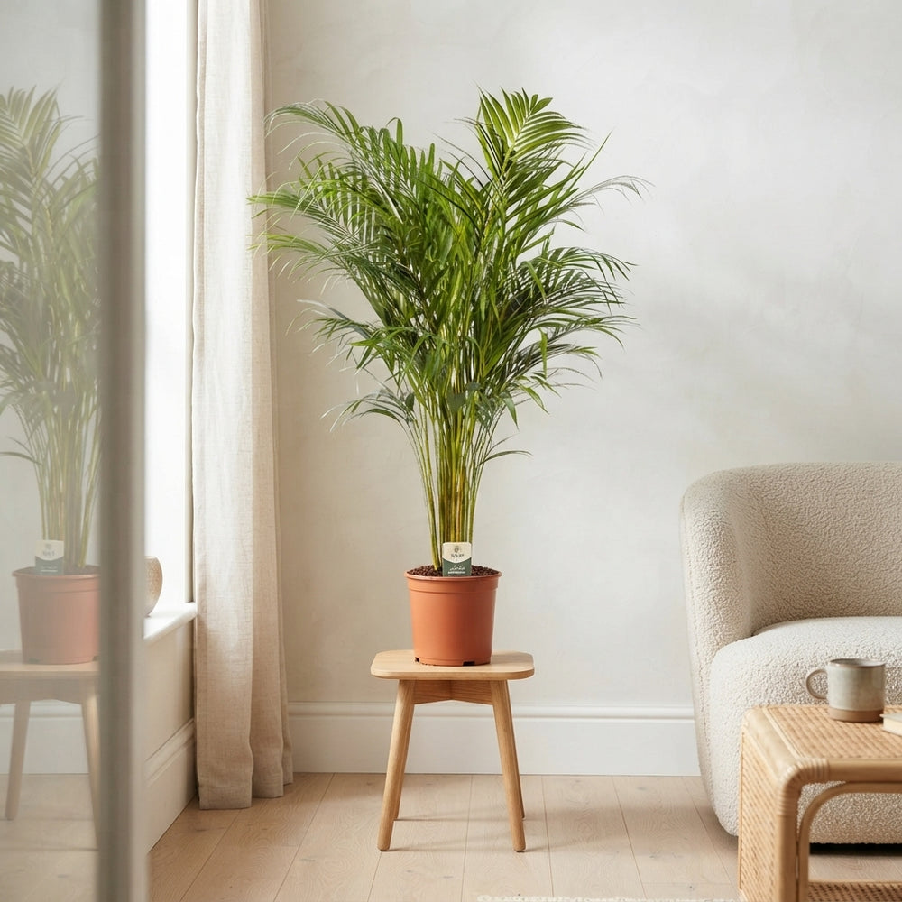 Mixed Indoor Houseplant – 21cm Pot, Approx. 95cm Tall
