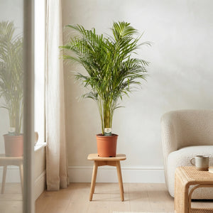 Mixed Indoor Houseplant – 21cm Pot, Approx. 95cm Tall