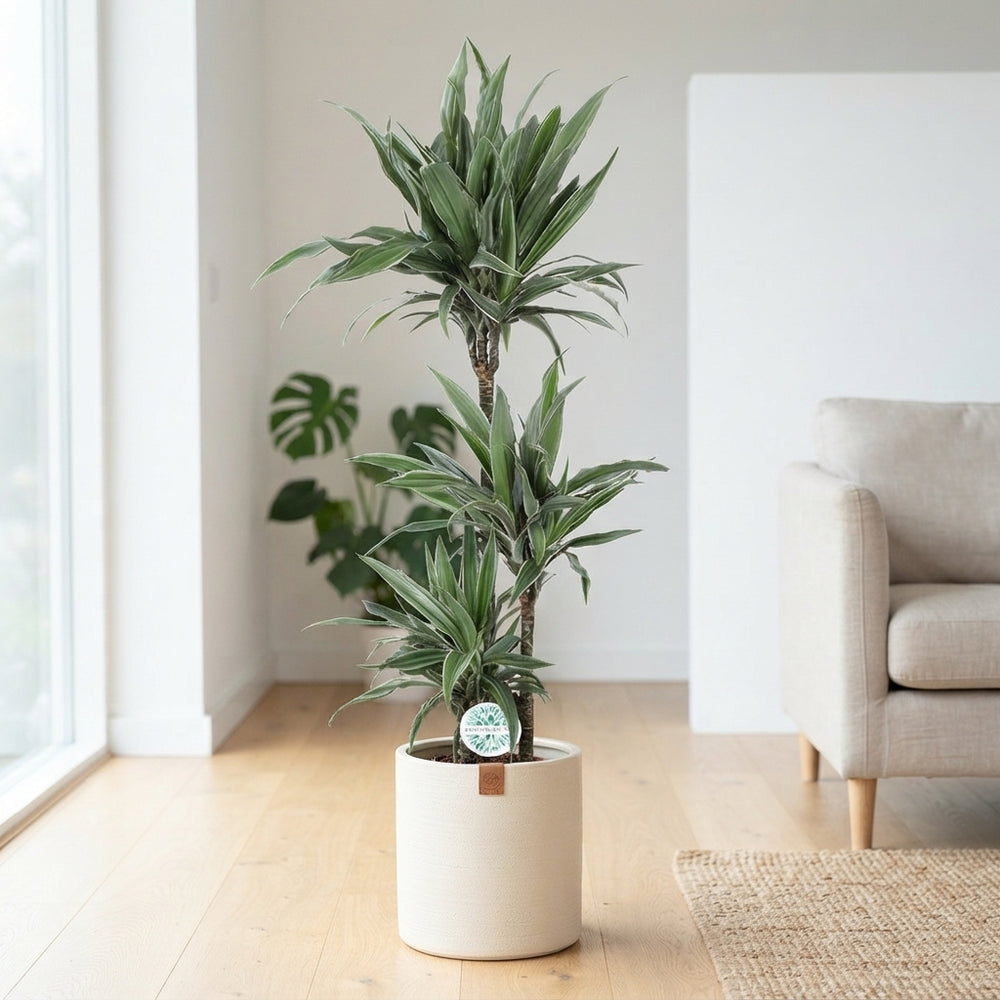 Dracaena Warneckii Dragon Tree – 24cm Pot, 125cm High
