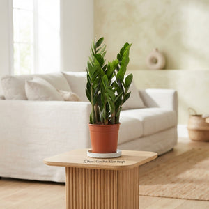 ZZ Plant 'Zenzi' (Zamioculcas zamiifolia) – 17cm Pot