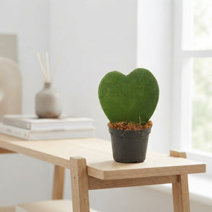 Sweetheart Plant (Hoya kerrii) – 6cm Pot, 11cm High
