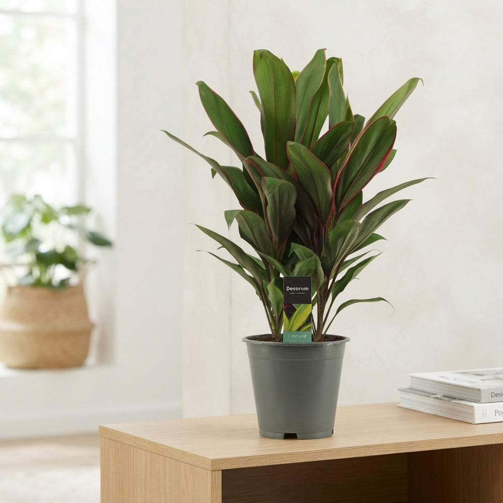 Cordyline Salsa Ti Plant (Cordyline fruticosa) – 19cm Pot