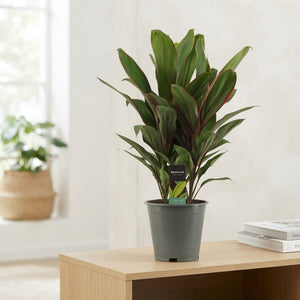 Cordyline Salsa Ti Plant (Cordyline fruticosa) – 19cm Pot