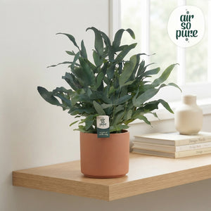 Blue Star Fern (Phlebodium) – 14cm Pot