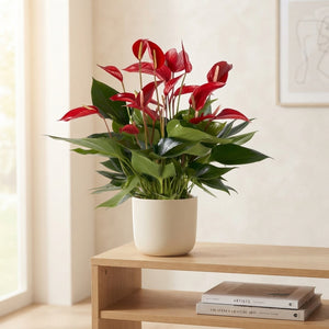 Red Anthurium ‘St Mille Fleurs’ – 17cm Pot, 55cm High