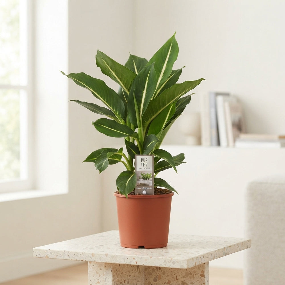 Green Magic Dieffenbachia (Dumb Cane) – 17cm Pot