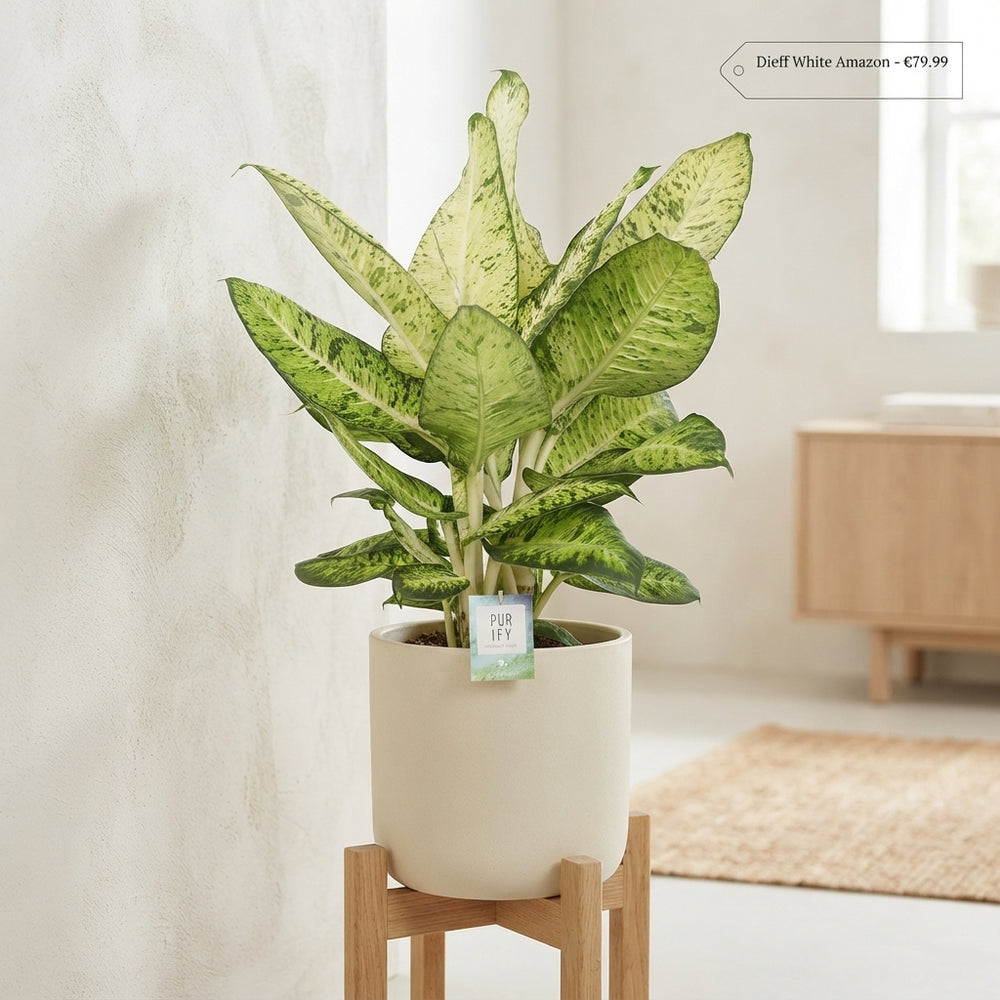White Amazon Dieffenbachia (Dumb Cane) – 24cm Pot, 90cm Tall