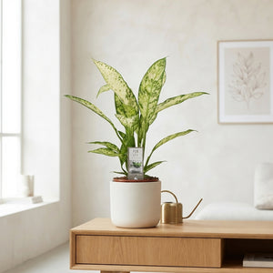 Dieffenbachia ‘Vesuvius’ Dumb Cane – 17cm Pot, 65cm High