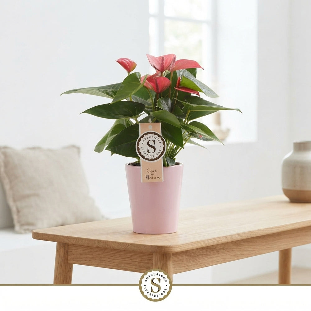 Pink Anthurium ‘Champion’ – 9cm Ceramic Paris Pot