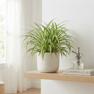 Spider Plant (Chlorophytum comosum 'Vittatum') – 21cm Pot