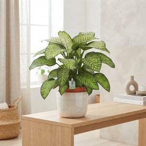 Dieffenbachia ‘Tropic Jewel’ (Dumb Cane) – 35cm Pot, 100cm High