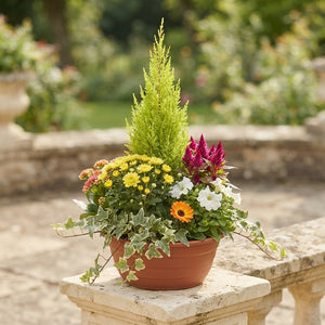 Large Indoor Plant Arrangement – 33cm Ornamental Pot