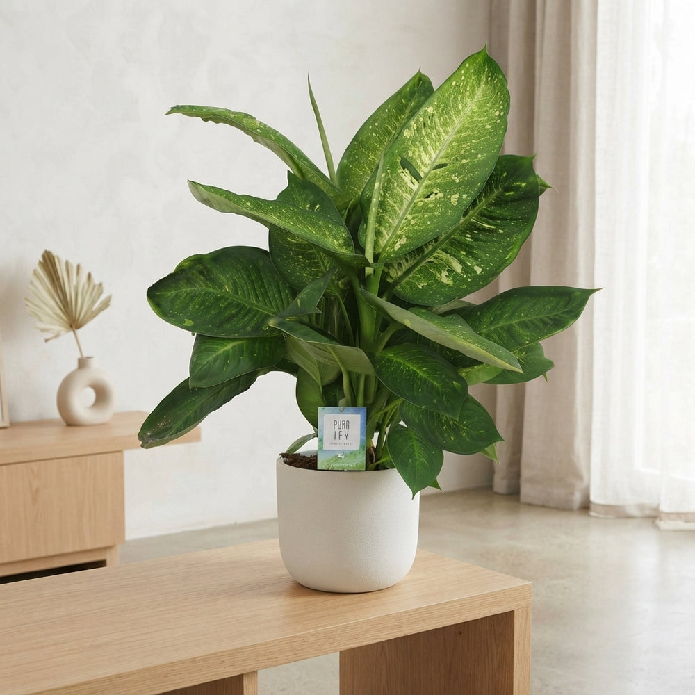Dumb Cane (Dieffenbachia ‘Living Fantasy’) – 24cm Pot