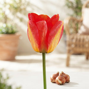 Tulip ‘American Dream’ Darwin Hybrid Bulbs – Pack of 10