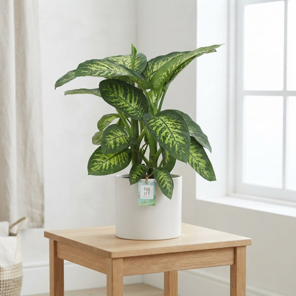 Dieffenbachia ‘Tropic Snow’ (Dumb Cane) – 24cm Pot