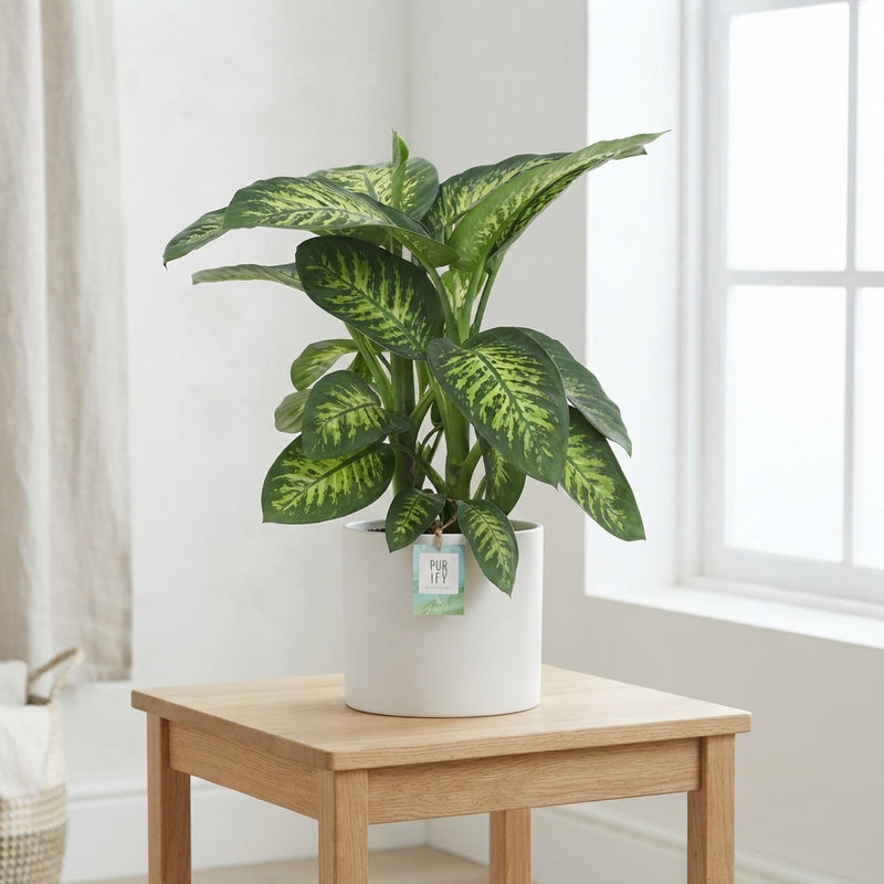 Dieffenbachia ‘Tropic Snow’ (Dumb Cane) – 24cm Pot