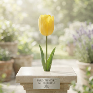 Mixed Triumph Tulip Bulbs – Pack of 10