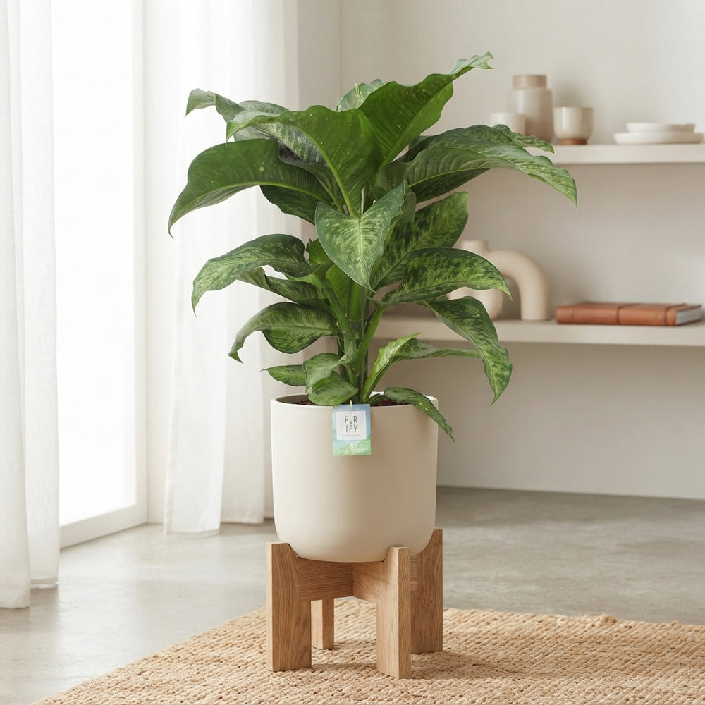 Dieffenbachia ‘Memoria Corsii’ Dumb Cane – 24cm Pot