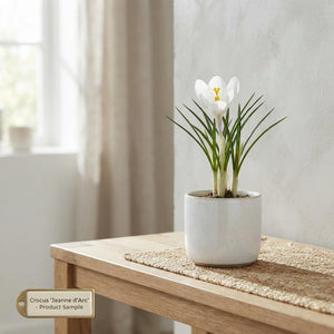 Crocus 'Jeanne d'Arc' Flower Bulbs – 8/9cm