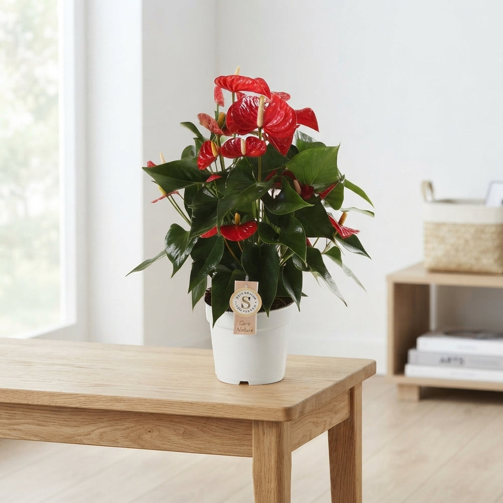 Mixed Anthurium (Flamingo Flower) – 17cm Pot, 60cm High
