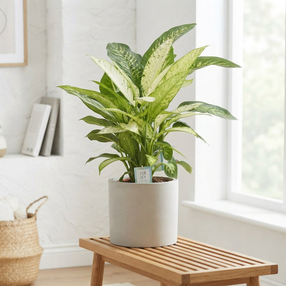 Mixed Dieffenbachia (Dumb Cane) – 24cm Pot, Approx. 90cm