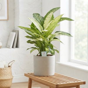 Mixed Dieffenbachia (Dumb Cane) – 24cm Pot, Approx. 90cm