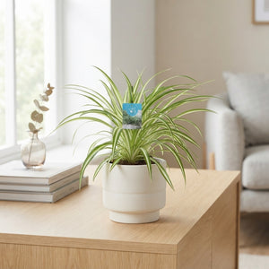 Spider Plant (Chlorophytum comosum) – 14cm Pot