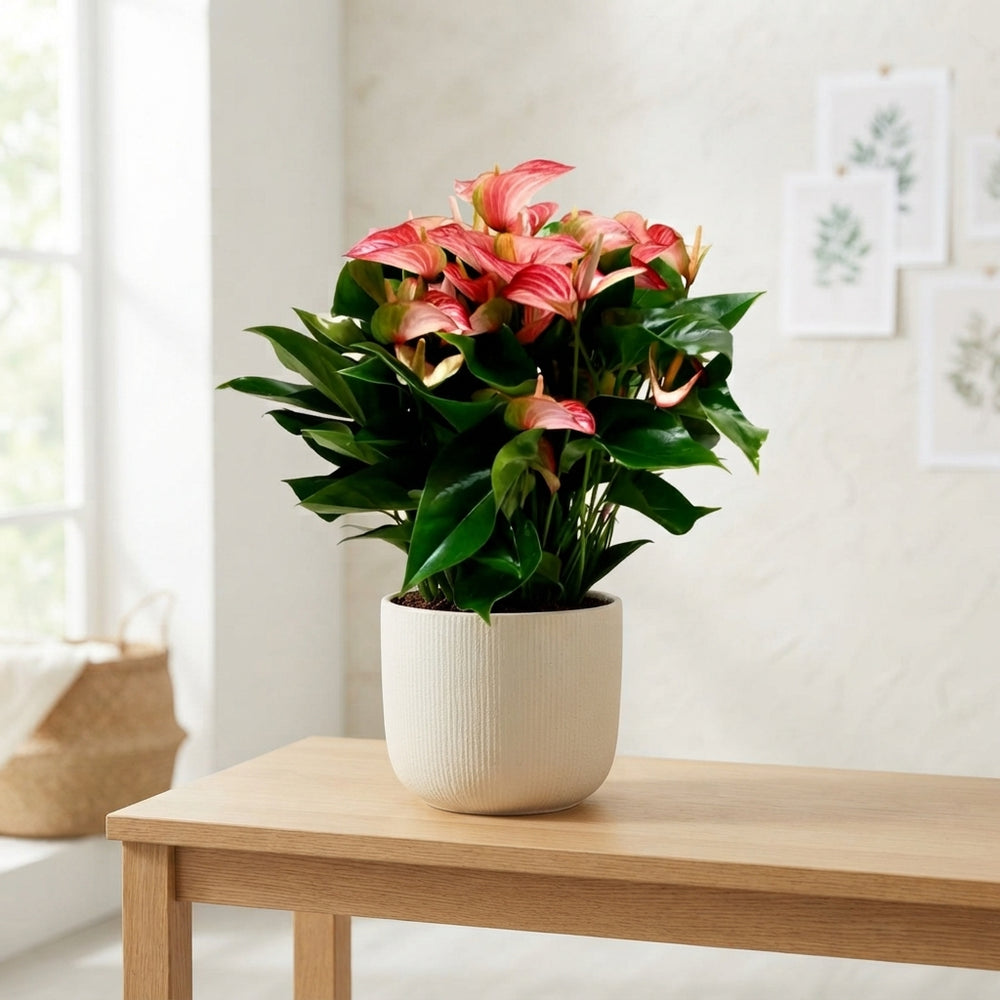 Red Anthurium (Flamingo Flower) – 30cm Pot, 60cm High