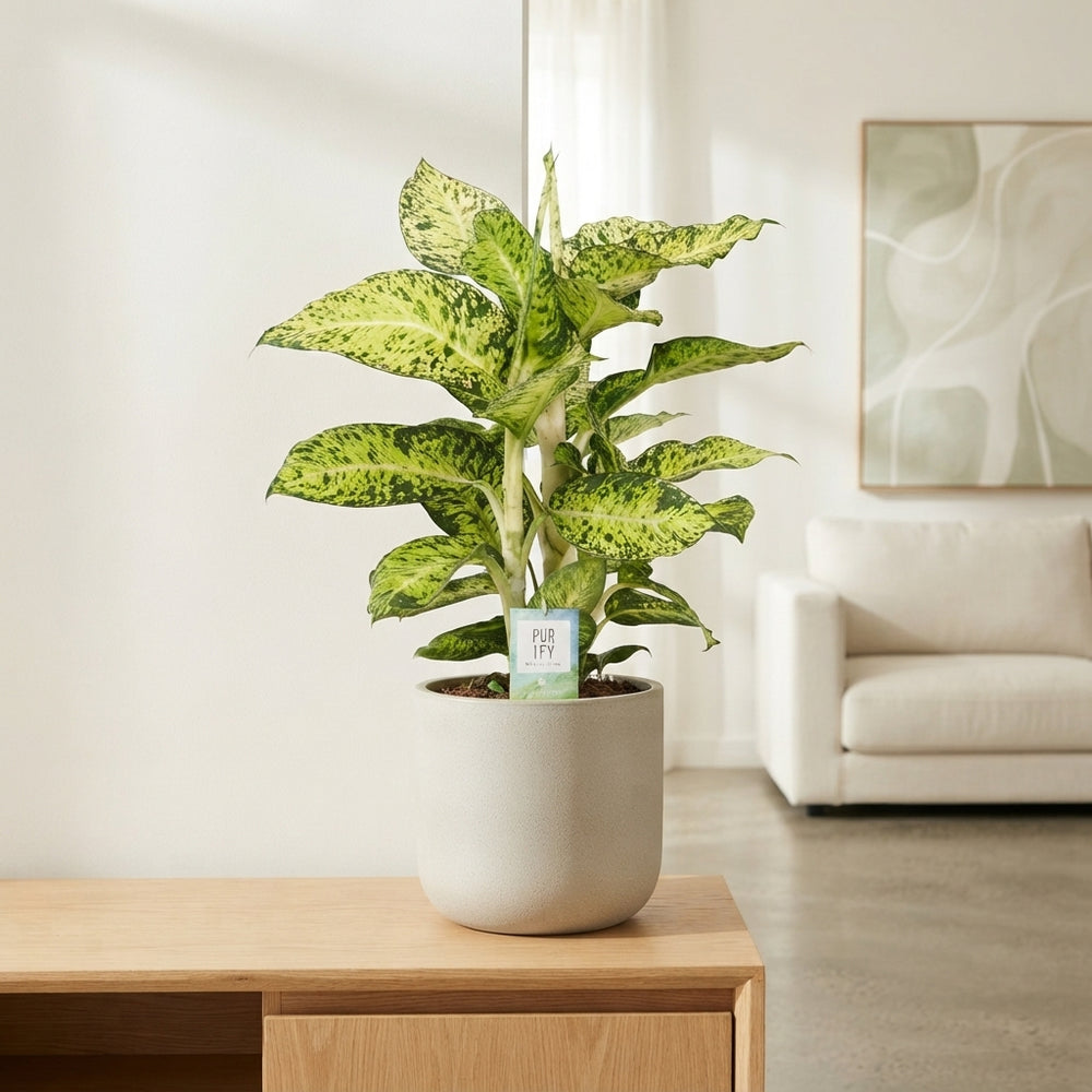 Cool Tigres Dieffenbachia (Dumb Cane) – 24cm Pot, 90cm High