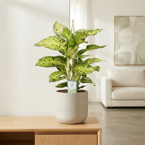 Cool Tigres Dieffenbachia (Dumb Cane) – 24cm Pot, 90cm High