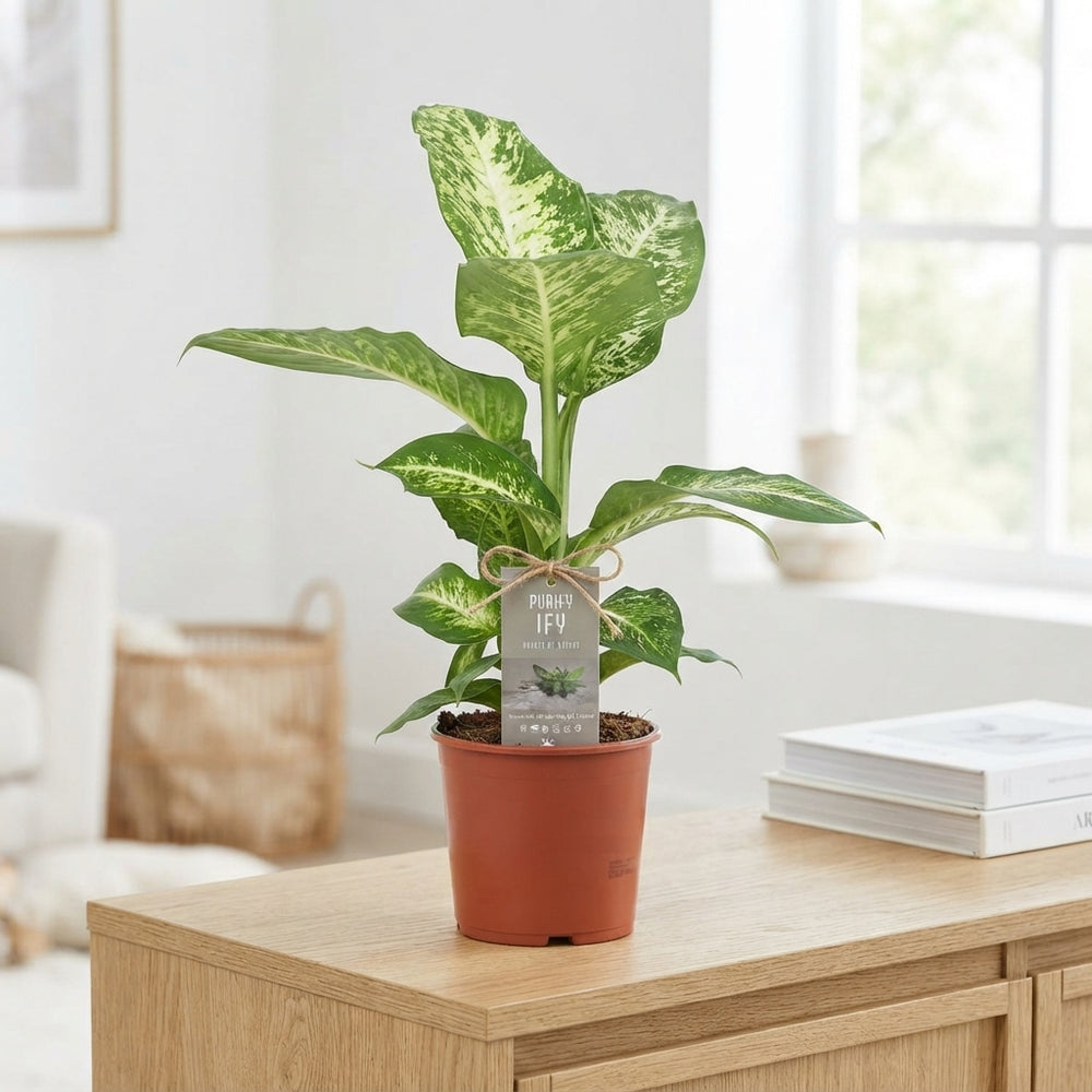 Dieffenbachia ‘Mars’ Dumb Cane – 17cm Pot, 65cm