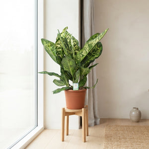 Dumb Cane (Dieffenbachia seguine) – 35cm Pot, 110cm Tall