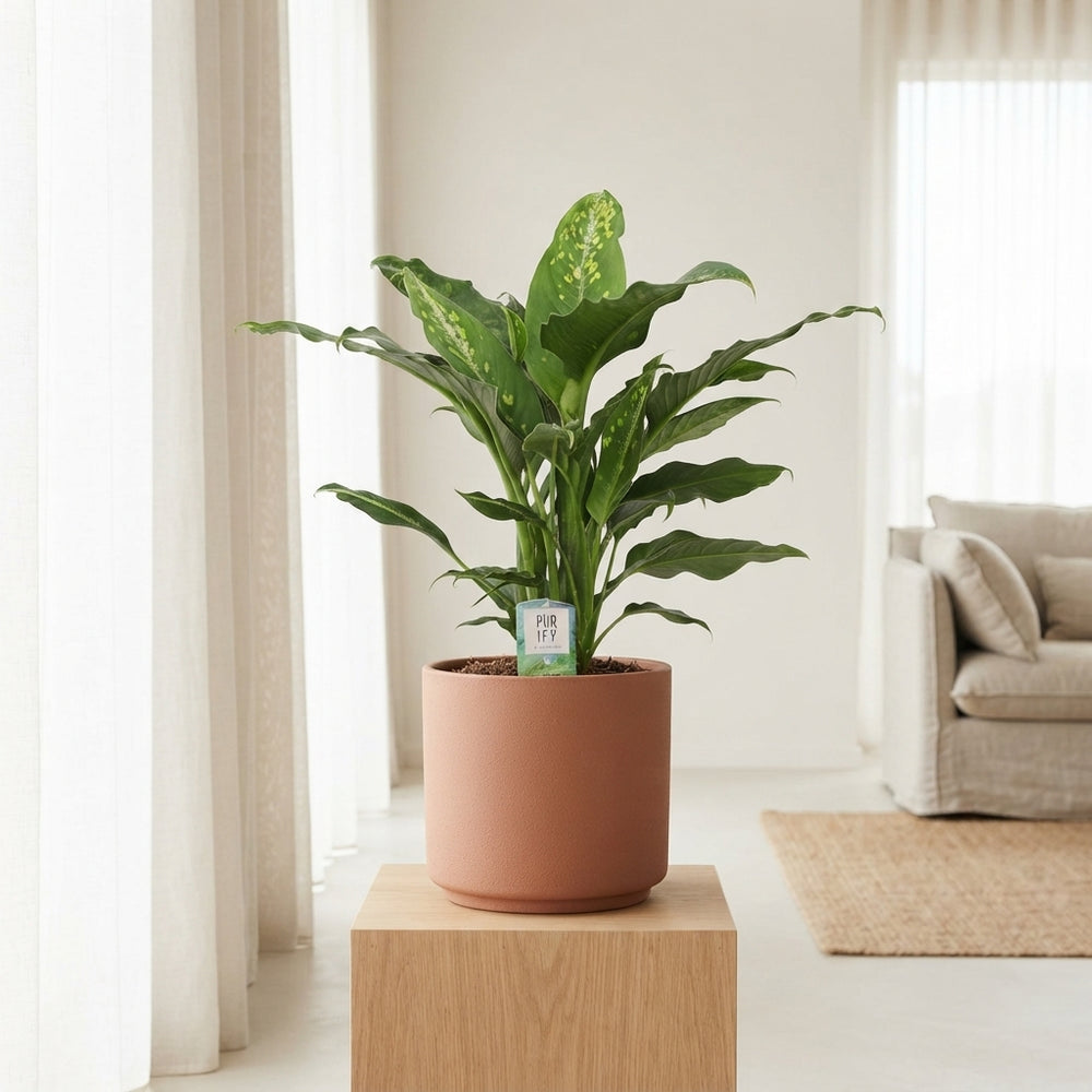Dieffenbachia 'Galaxy' Dumb Cane Houseplant – 24cm Pot