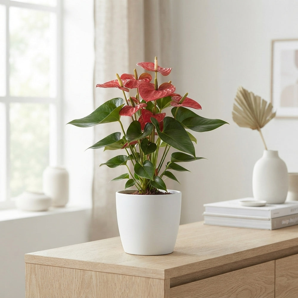 Coral Anthurium 'Champion' – 17cm Pot, 60cm High