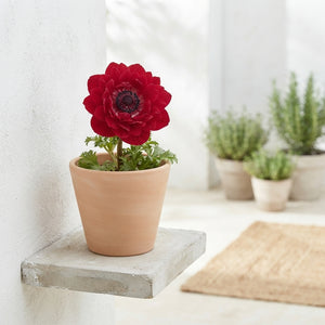 Anemone Coronaria ‘St Brigid’ Mixed Flower Bulbs – Pack of 20