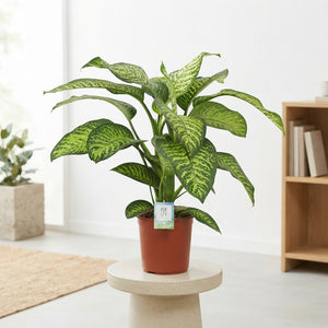 Dieffenbachia ‘Tropic Snow’ (Dumb Cane) – 24cm Pot