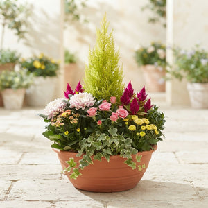Indoor Plant Arrangement – 40cm Ornamental Pot