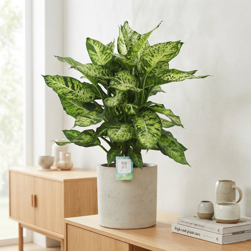 Dieffenbachia ‘Sublime’ Dumb Cane – 24cm Pot, 80cm High