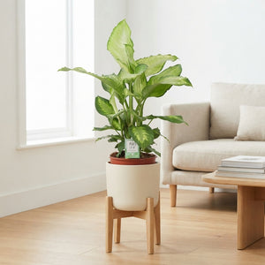 Ivory Green Dieffenbachia (Dumb Cane) – 24cm Pot, 85cm