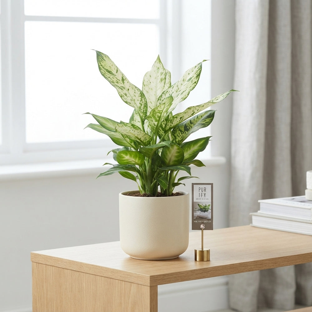 Mixed Dieffenbachia Houseplant (Dieffenbachia spp.) – 17cm Pot, Approx. 55cm