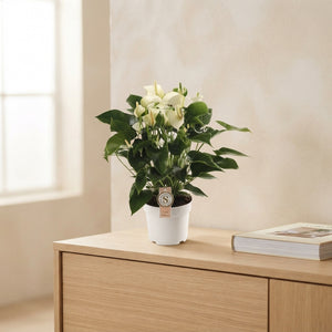 Mixed Anthurium (Flamingo Flower) – 17cm Pot, 60cm High