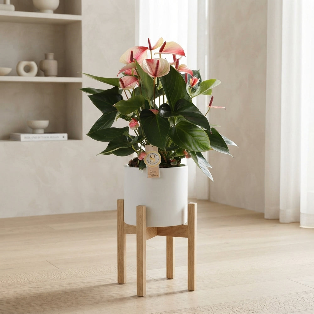 Anthurium ‘Mystique’ Flamingo Flower – 17cm Pot, 55cm