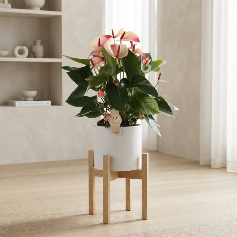 Anthurium ‘Mystique’ Flamingo Flower – 17cm Pot, 55cm