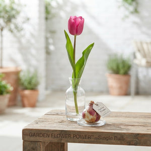 Tulipa Garden Flower Parade Tulip Bulbs – Pack of 10